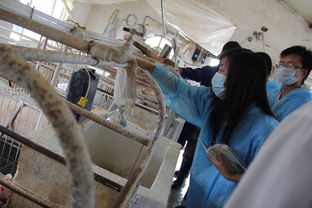 河南科技大學動物科技學院科技支農幫扶團 為中國中原地區(qū)畜牧行業(yè)發(fā)展添磚加瓦